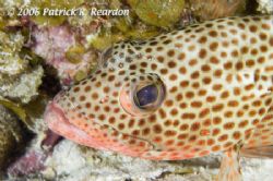 Red Hind macro. I am fascinated by the eyes of fish. I pa... by Patrick Reardon 